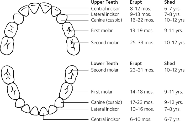 Teeth